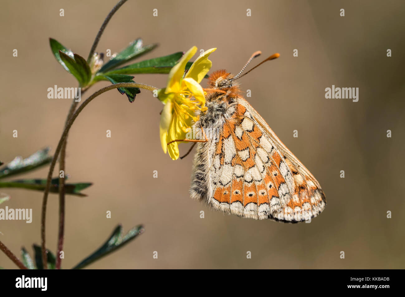Marsh Fritillary Butterfly (Euphydryas aurinia) resting on yellow flower. Littleton, Tipperary, Ireland Stock Photo