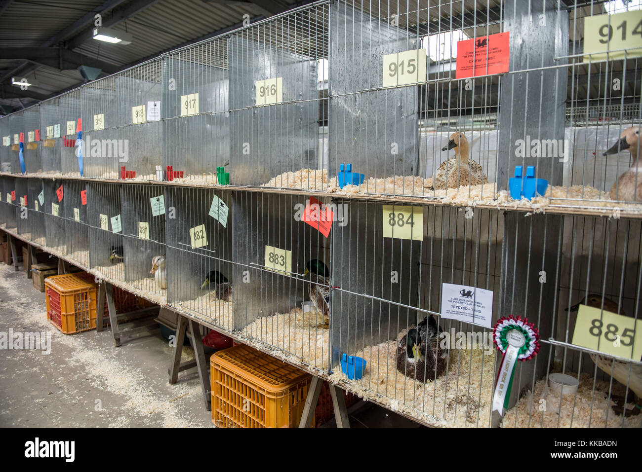 Poultry show cages hires stock photography and images Alamy