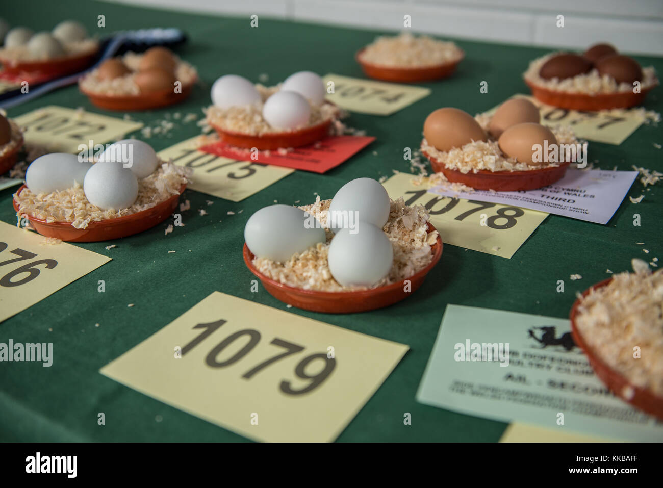 Eggs in presentation at a enthusiasts show at The Royal Welsh Showground, Builth Wells, Powys, Wales. UK. Stock Photo
