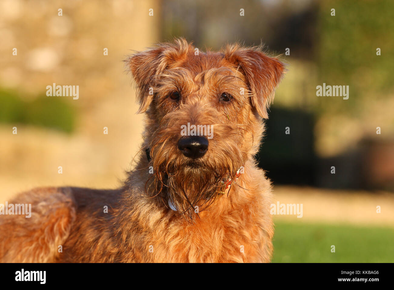 Terrier - Irish Irish Terrier Irish Red Terrier Stock Photo - Alamy