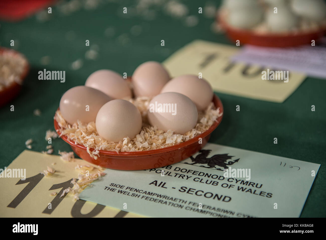 Eggs in presentation at a enthusiasts show at The Royal Welsh Showground, Builth Wells, Powys, Wales. UK. Stock Photo