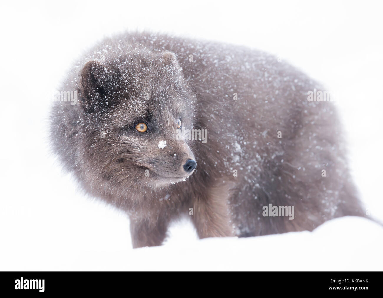 Arctic fox Cut Out Stock Images & Pictures Alamy