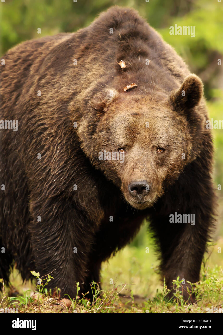 Close up of a powerful Eurasian brown bear in the taiga forest in summer Stock Photo