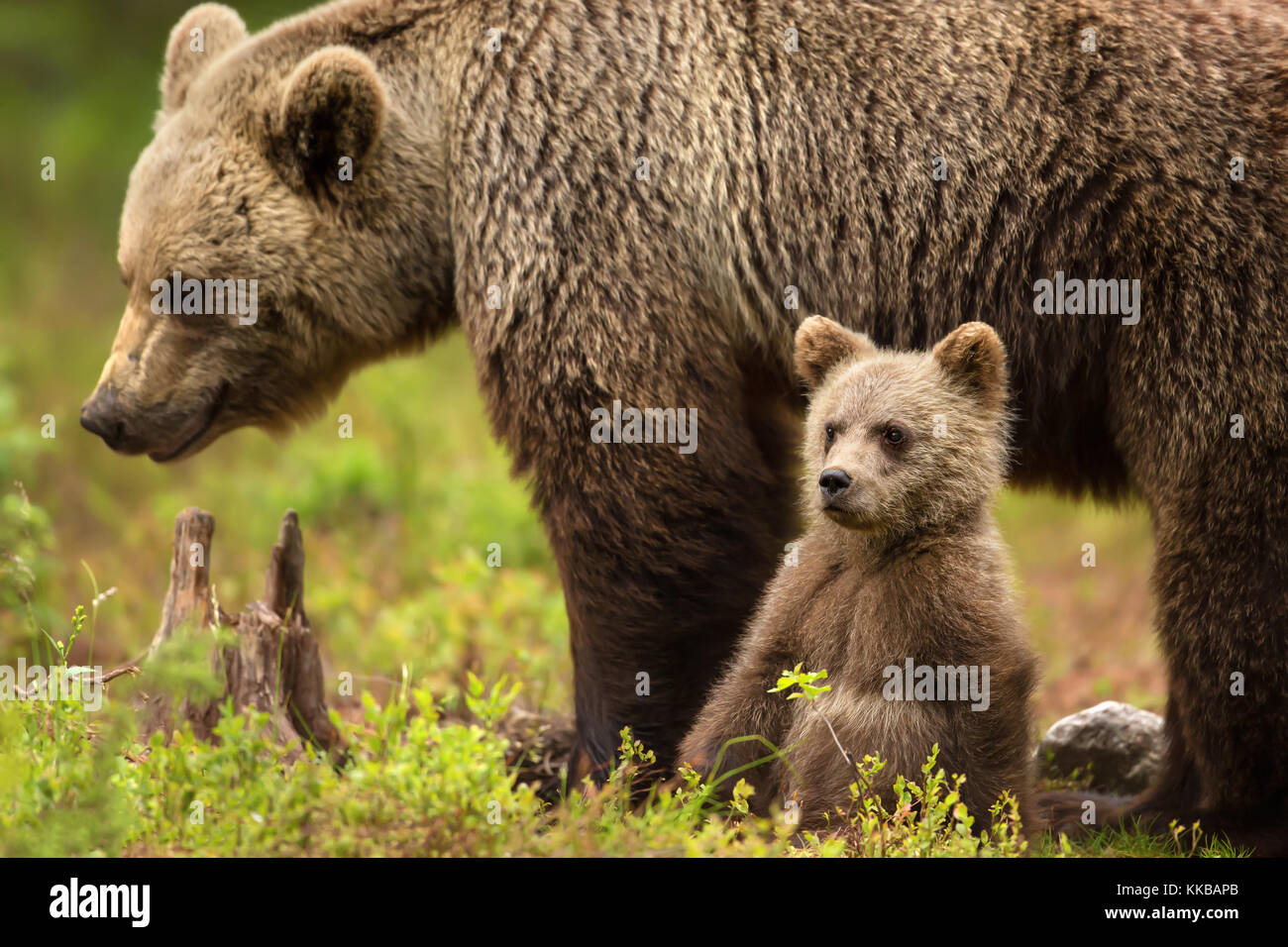 Cute little Eurasian brown bear cub sitting by the mother for safety