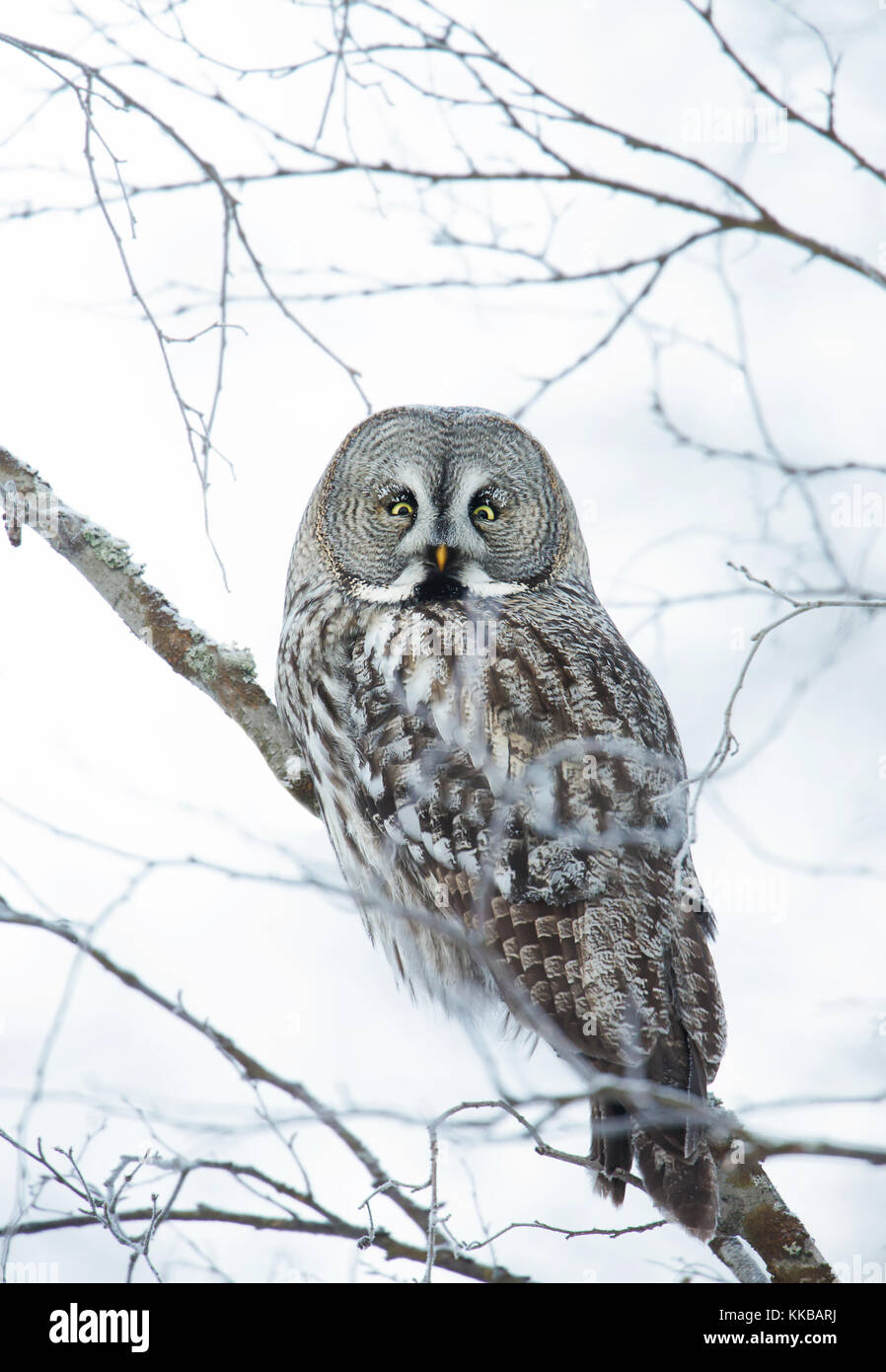 Great Grey Owl in winter Stock Photo