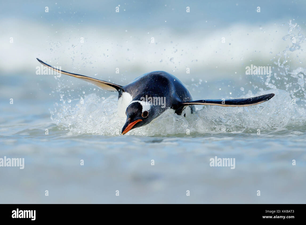 Gentoo penguin diving on the shores of the Falkland islands in the