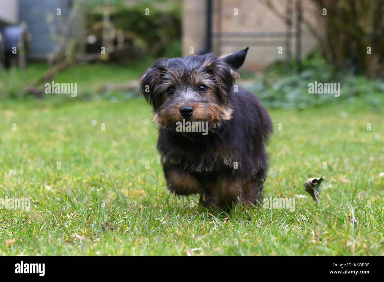 Terrier Norfolk Norfolk Terrier Puppy Stock Photo Alamy