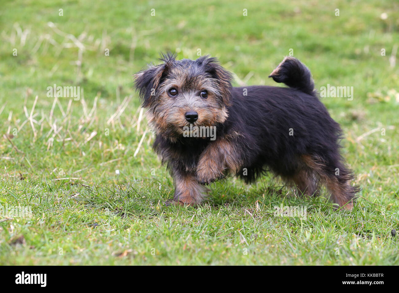 Norfolk Terrier Hi Res Stock Photography And Images Page 2 Alamy