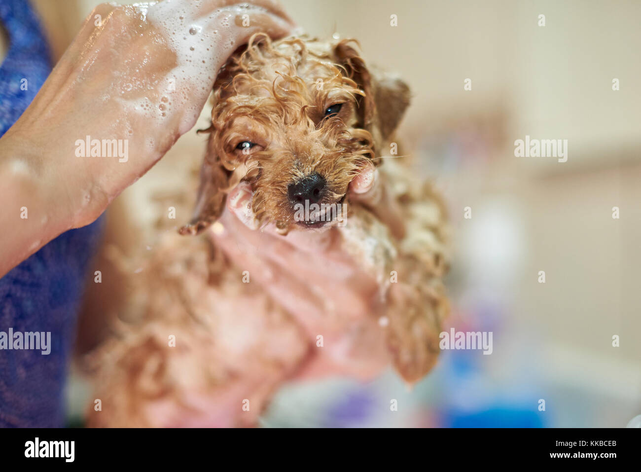 Funny wet small puppy dog on woman hands. Washing puppy service Stock
