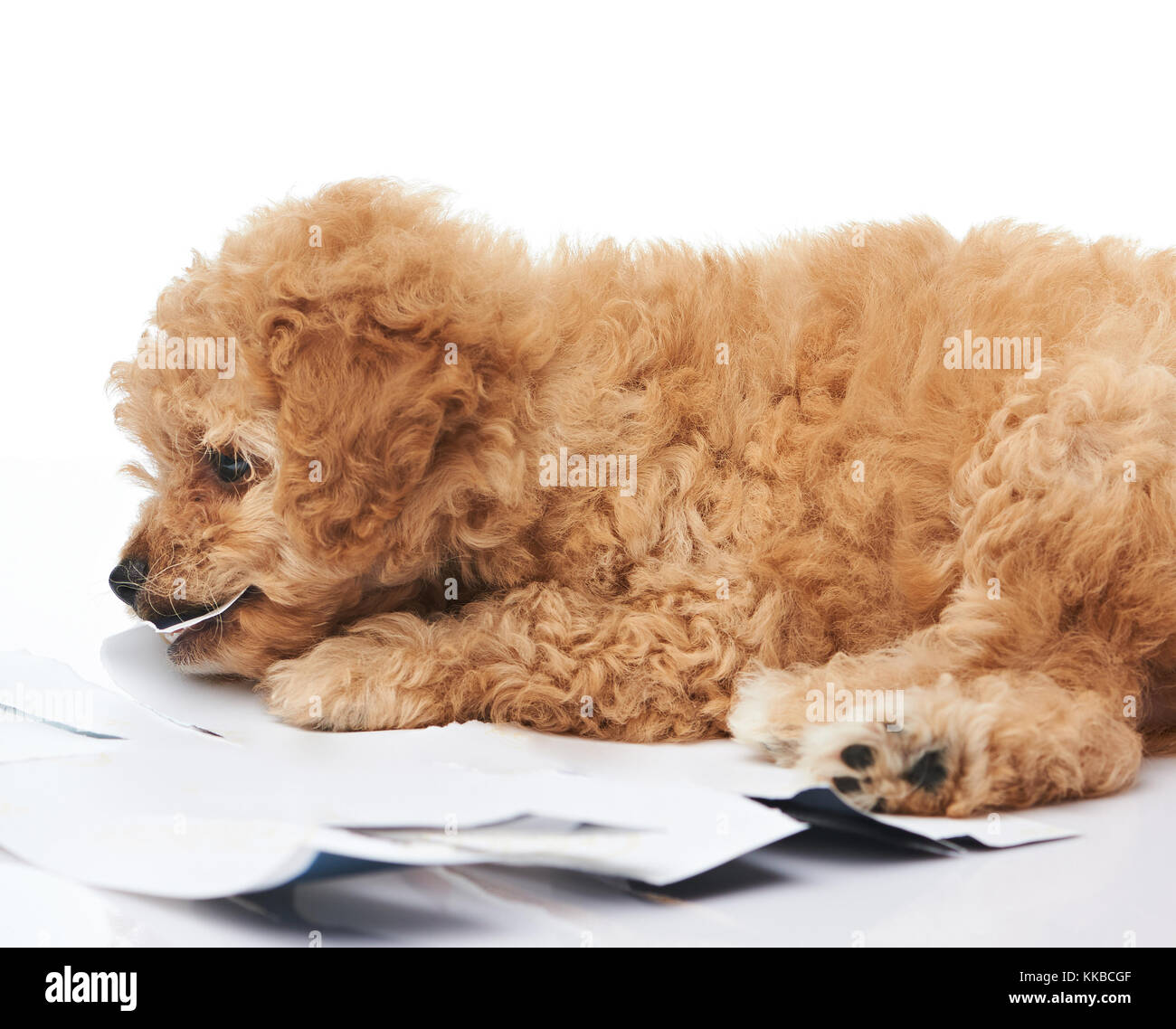 Why Does My Dog Chew Paper