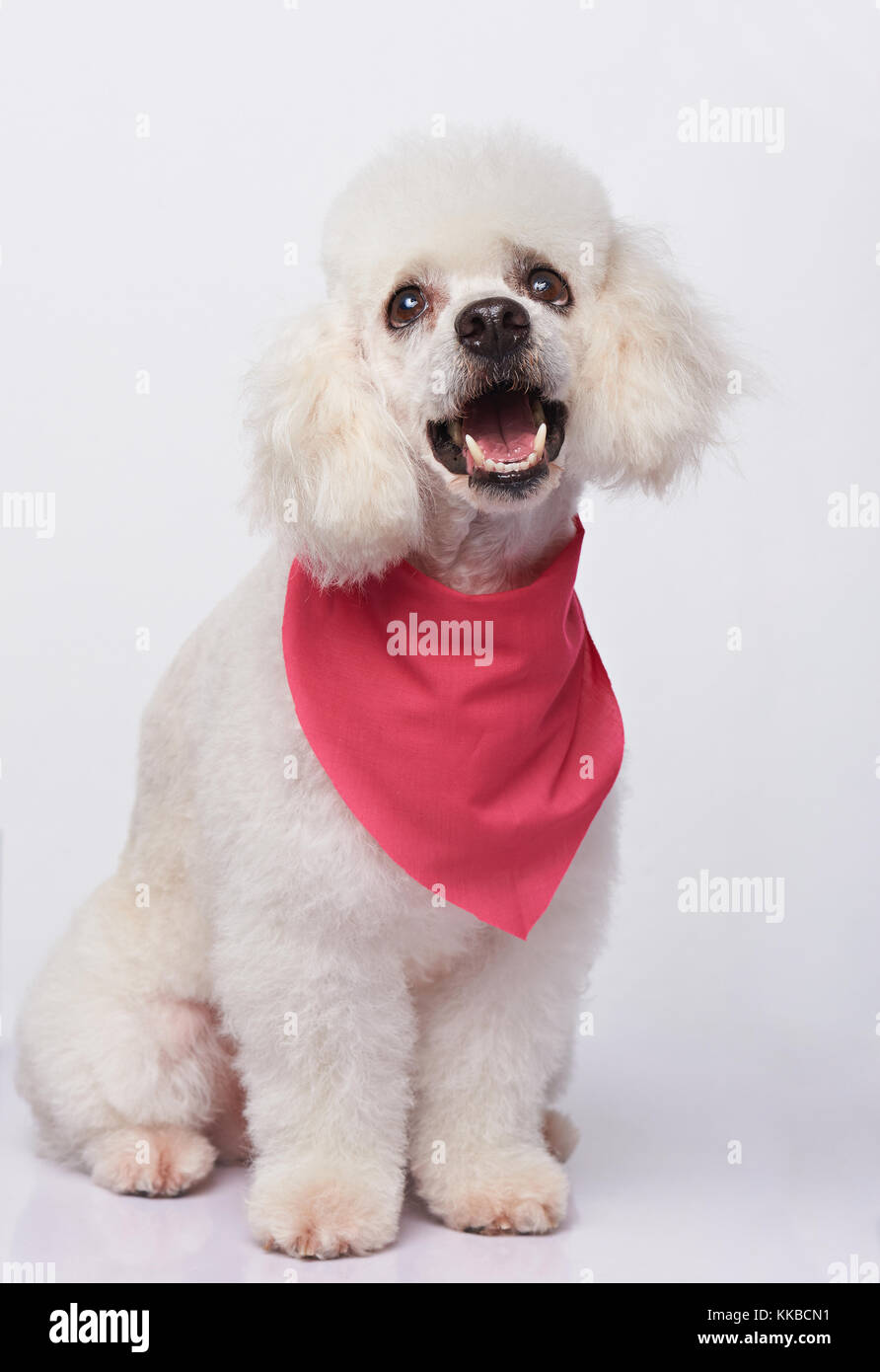 Happy smiling white poodle isolated on white background. Pretty cute white dog Stock Photo