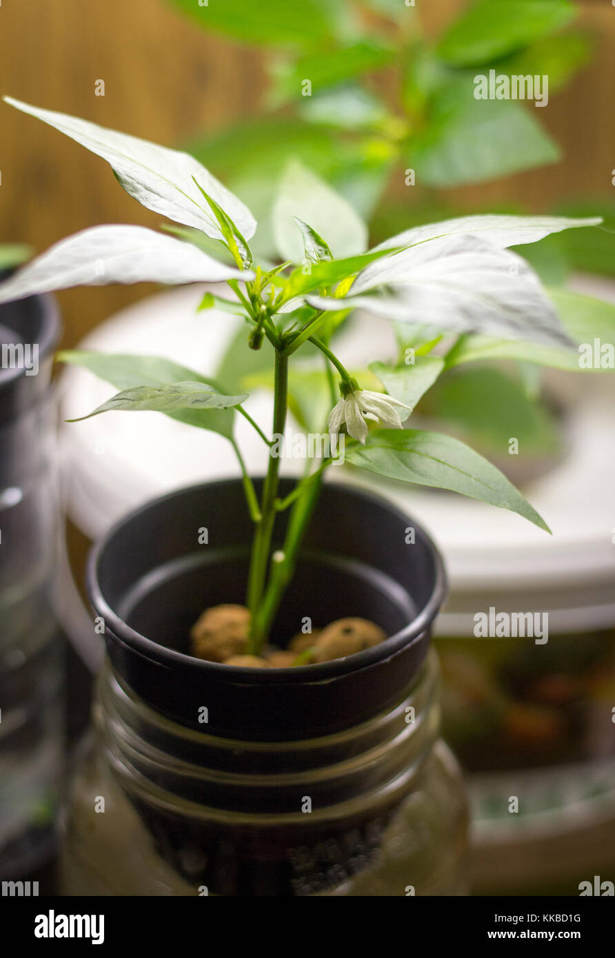 hydroponic growing pepper plant indoor under grow light Stock Photo Alamy