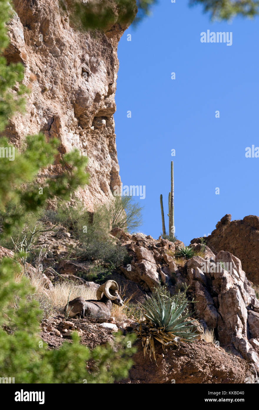 Desert bighorn sheep thrive in Aravaipa Canyon, Arizona Stock Photo