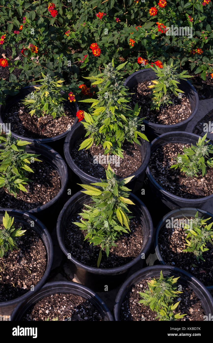 indica-sativa hybrid, cannabis plant, cannabis plants, marijuana plant, marijuana plants, medical marijuana, alternative medicine, medicinal plant, Ca Stock Photo