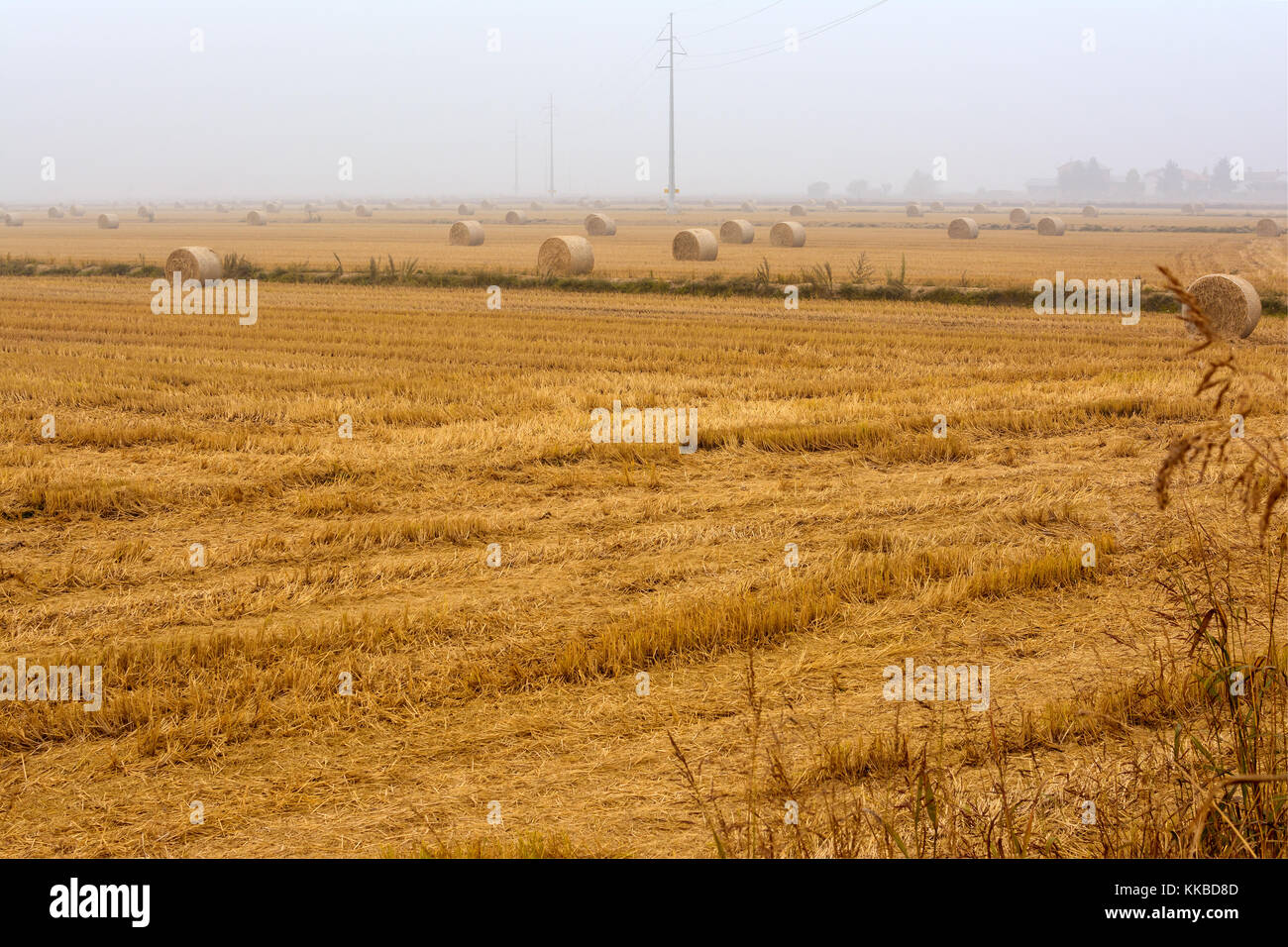 spreading hay bales in a field, immersed in the fog Stock Photo Alamy