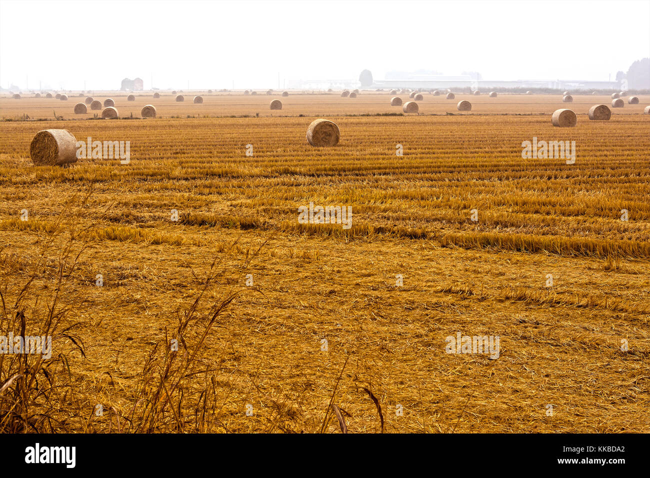 spreading hay bales in a field, immersed in the fog Stock Photo Alamy