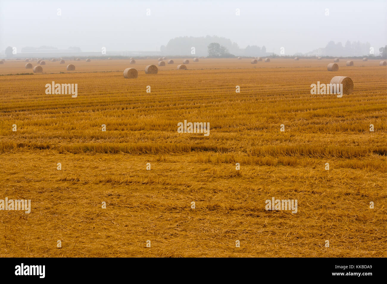 spreading hay bales in a field, immersed in the fog Stock Photo Alamy