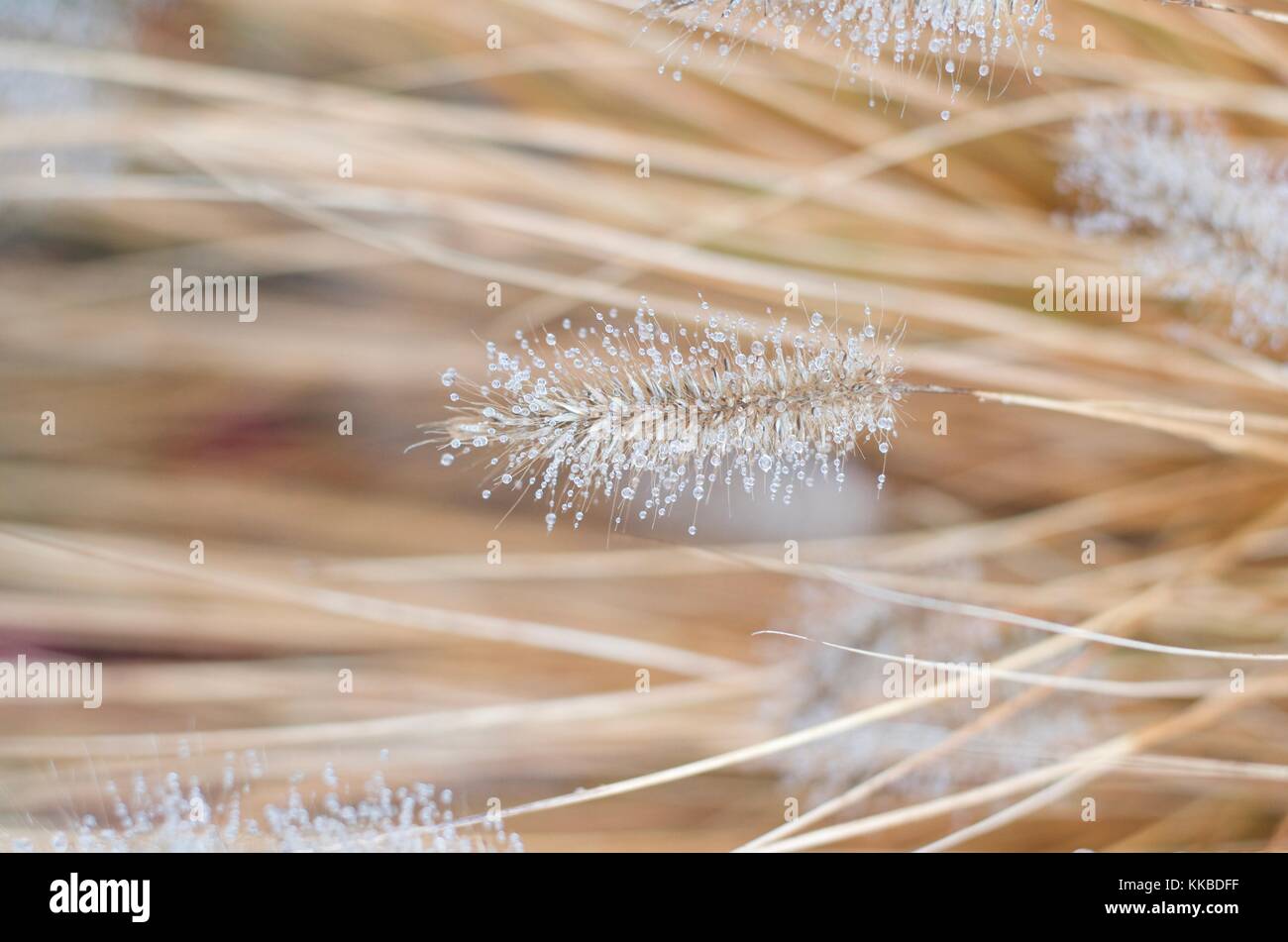 Garden captures of fuzzy tails on cat tails and fancy grasses Stock Photo