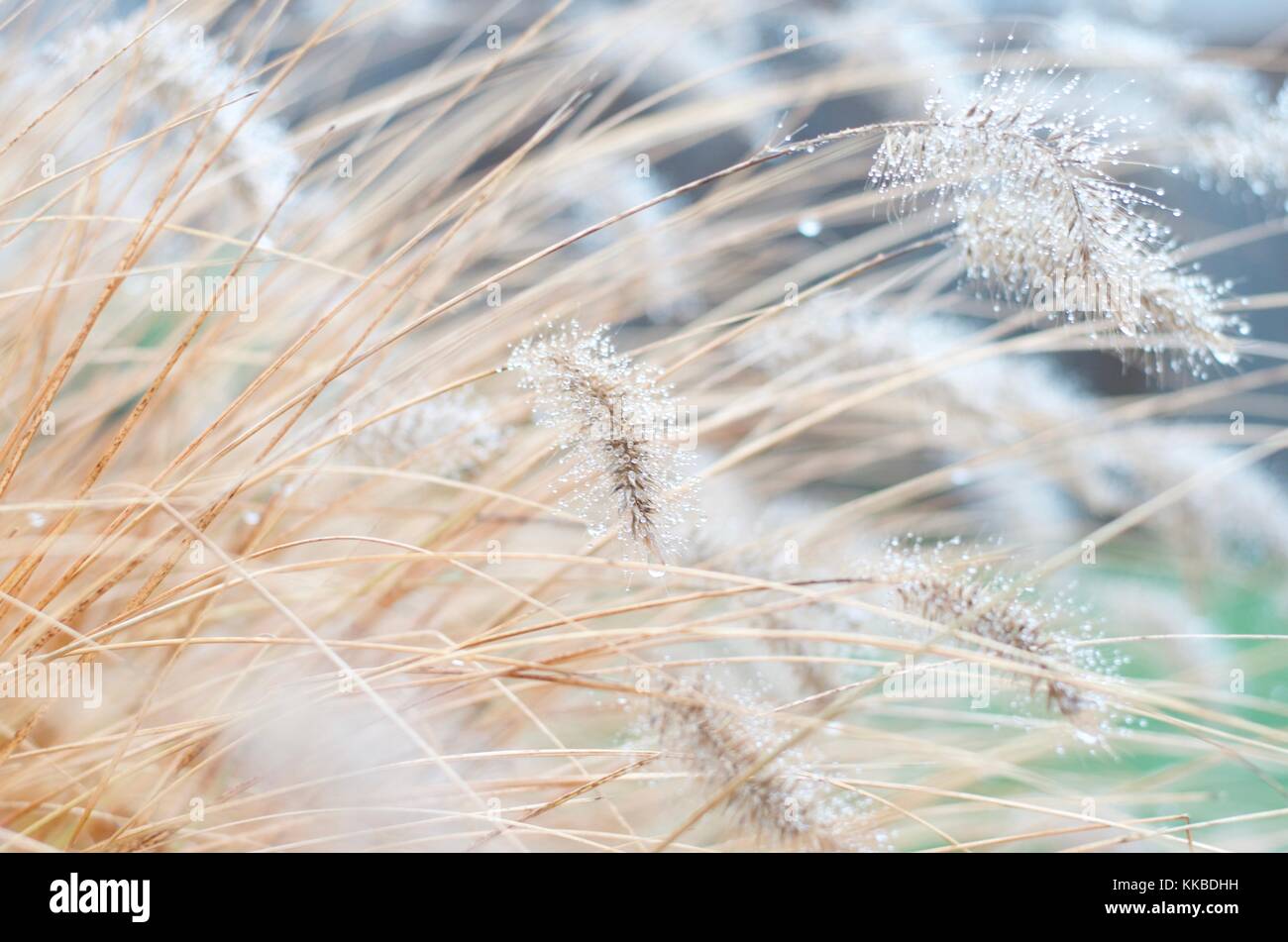 Garden captures of fuzzy tails on cat tails and fancy grasses Stock Photo