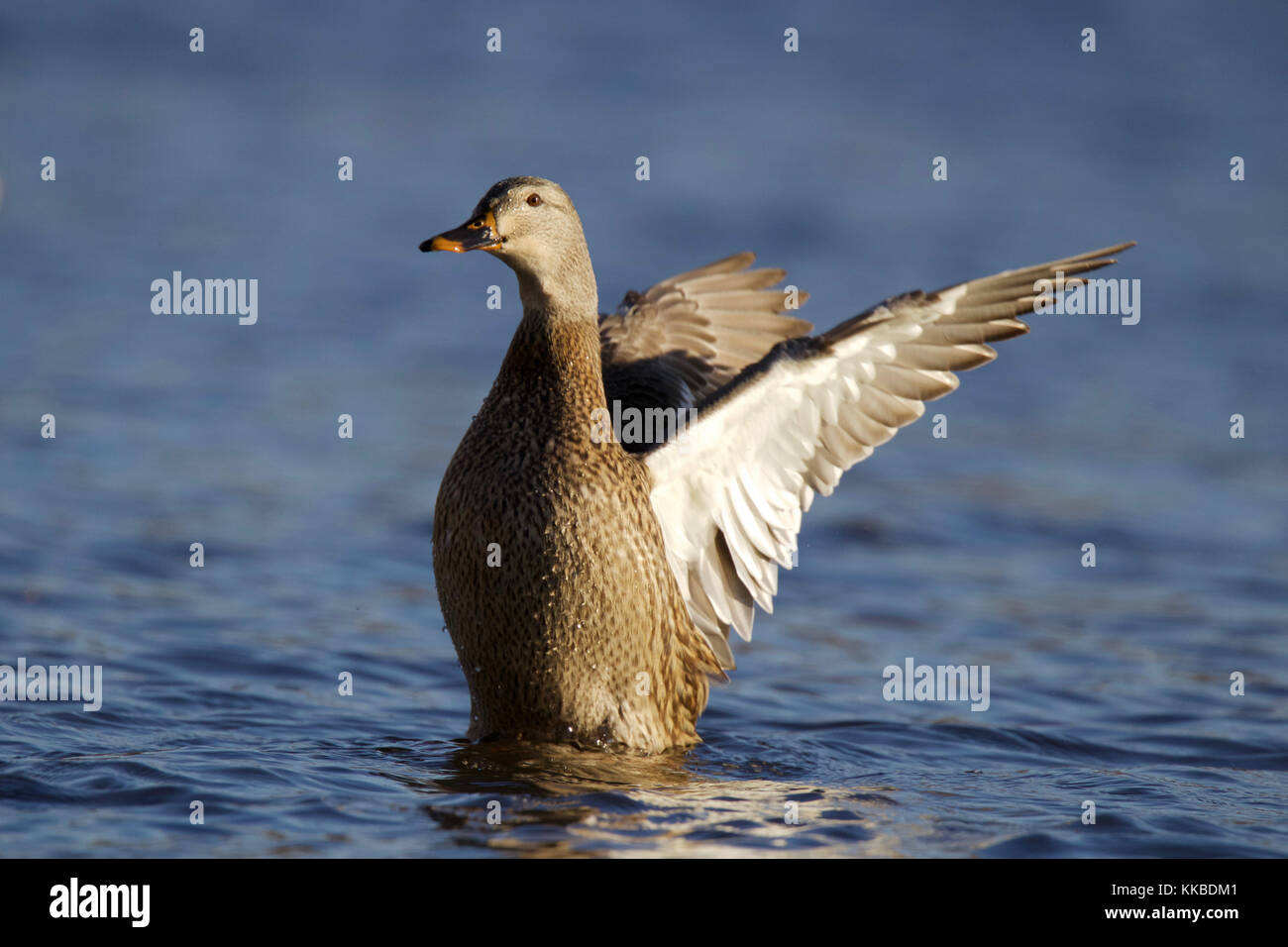 A female mallard duck Anas platyrhynchos flapping her wings on a blue lake Stock Photo