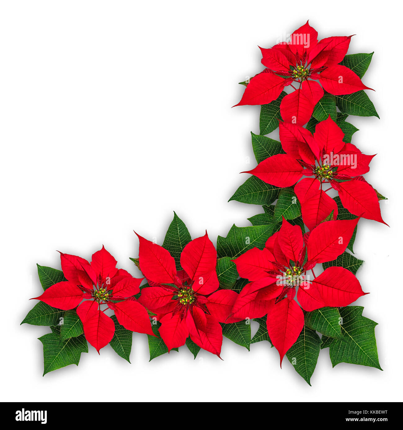 Red Poinsettia flower decoration, Euphorbia pulcherrima, christmas ornament Stock Photo