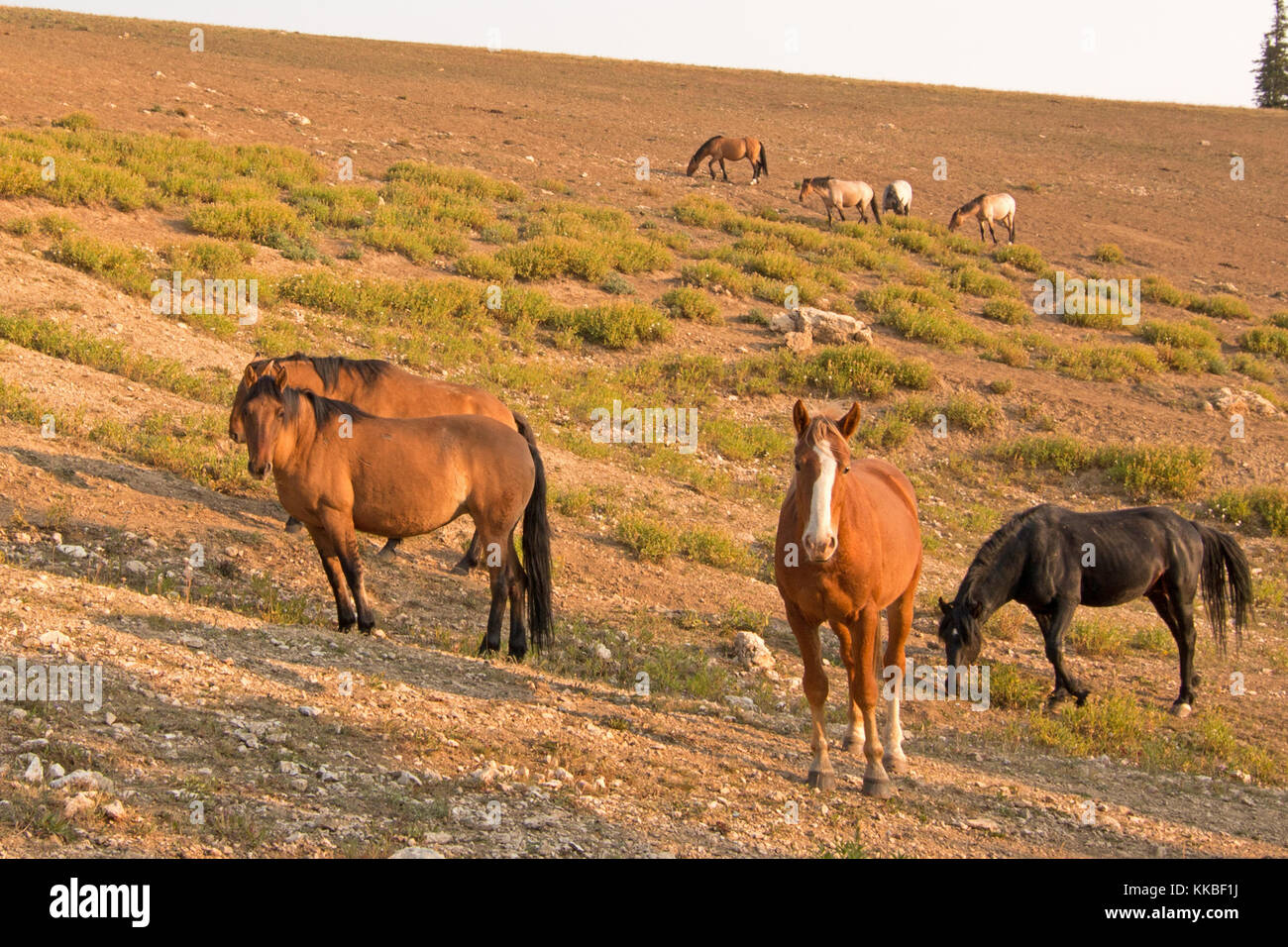 Herd of wild horses at waterhole in the Pryor Mountains Wild Horse