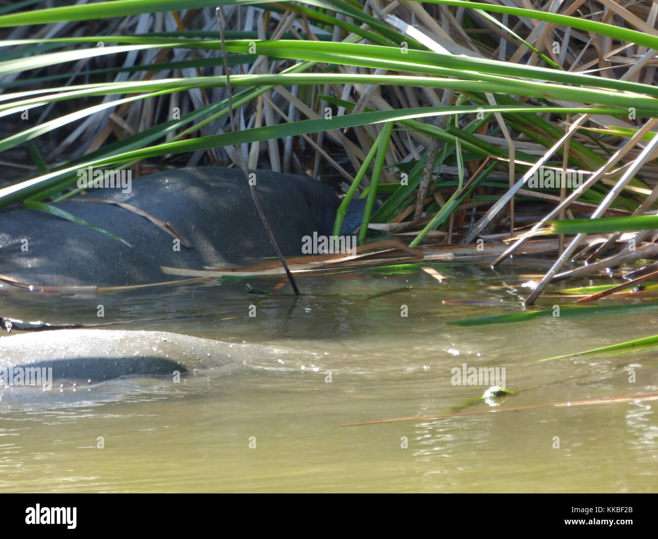 Manatee with calf in Cocoa Beach, Florida Stock Photo Alamy