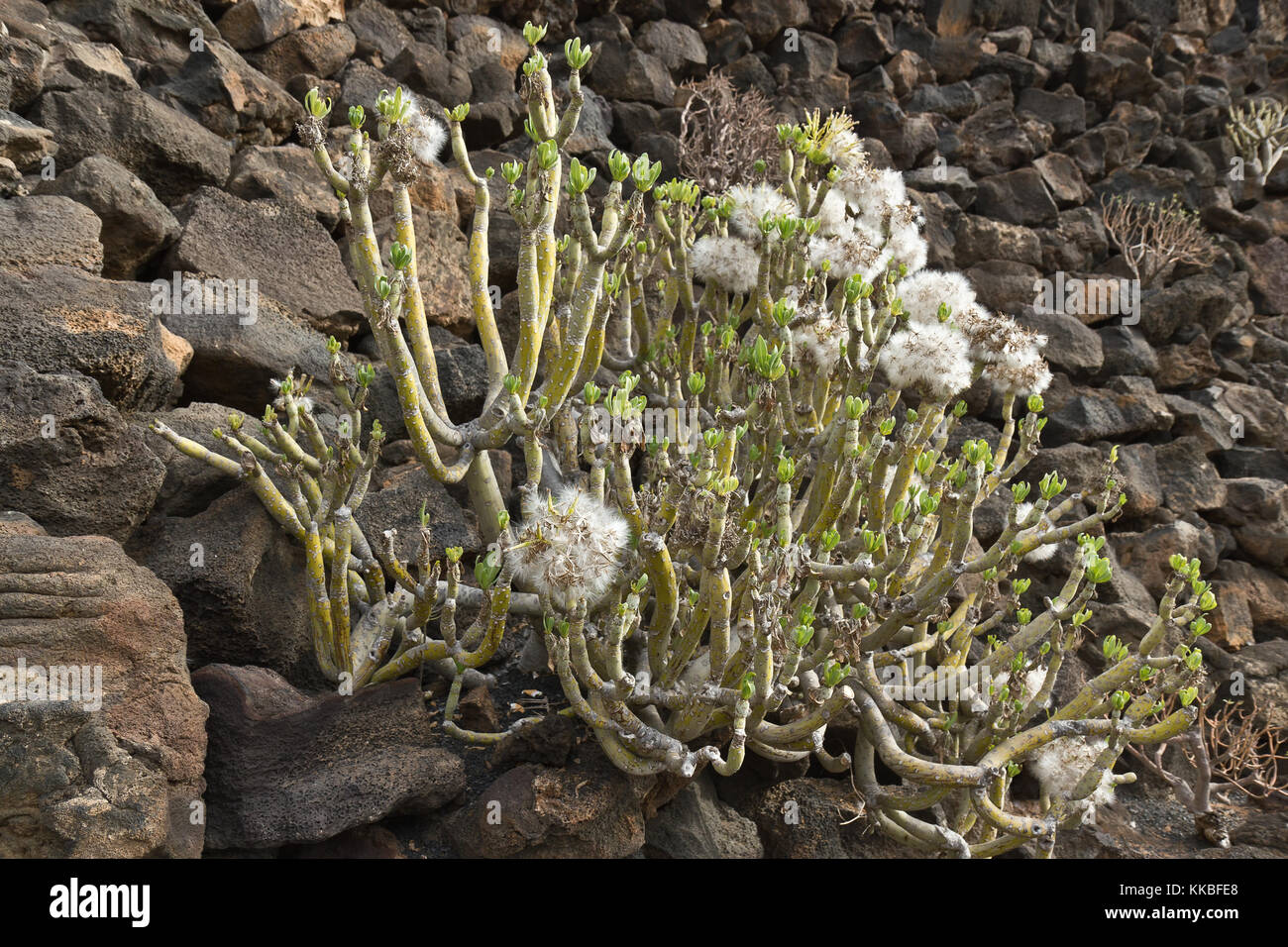 Cactus, Lanzarote, Spain Stock Photo