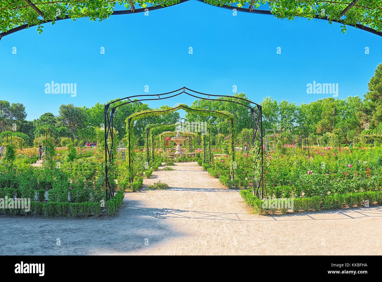 Walking through Buen Retiro Park. Rose Park (Parque De Las Rosas) in