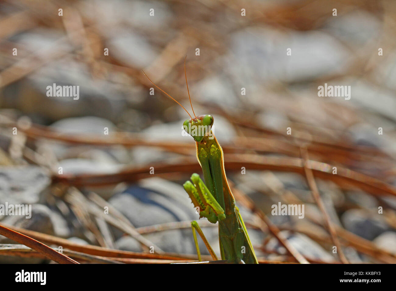 Praying mantis or mantid with the light behind very close up Latin name ...