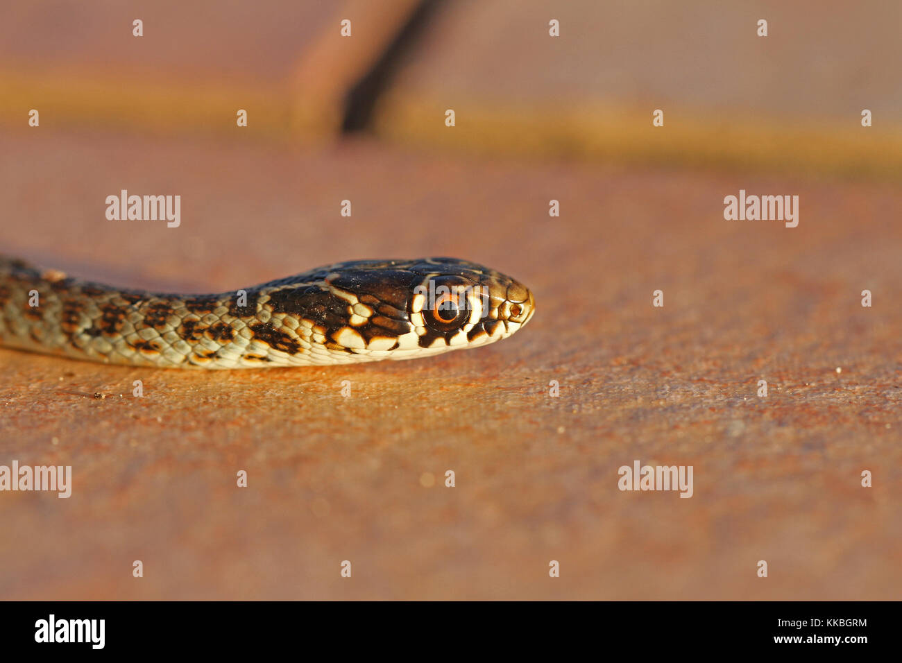 Green or Western whipsnake or whip snake close up in Italy Latin name hierophis or coluber viridiflavus Stock Photo