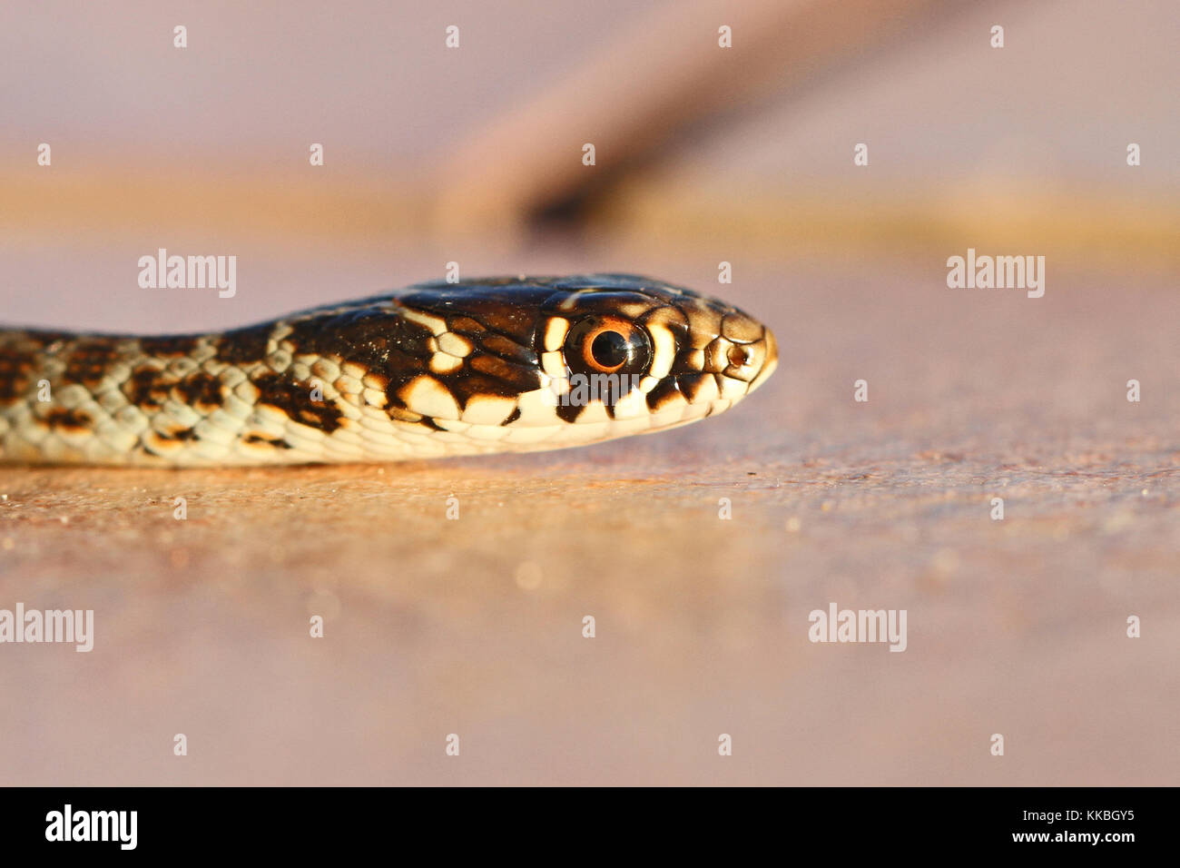 Green or Western whipsnake or whip snake close up in Italy Latin name hierophis or coluber viridiflavus Stock Photo