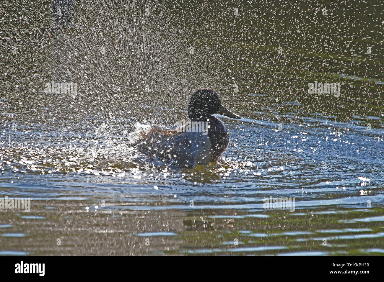 male mallard or duck or drake close up Latin name Anas platyrhynchos splashing in the water with the light behind in Portonovo near Ancona Italy Stock Photo