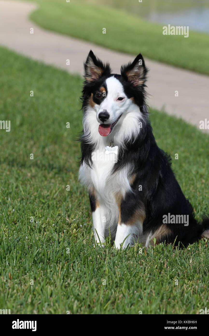 Shepherd - Miniature Australian Miniature Australian Shepherd Mini Aussie  Stock Photo - Alamy