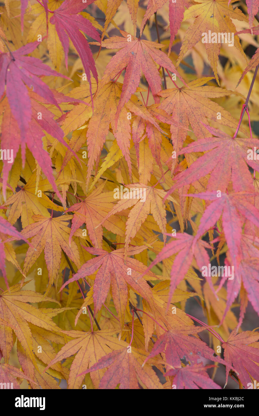 Maple: Acer palmatum 'Arakawa'. Colours in autumn Stock Photo