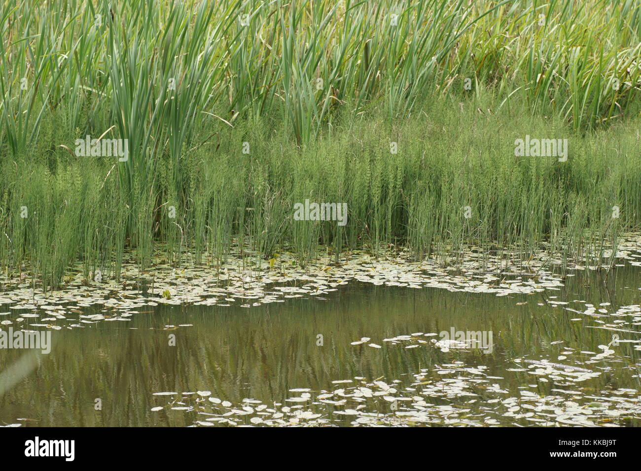 Equisetum fluviatile (Water Horsetail) Stock Photo