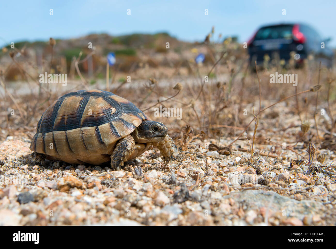 Hermann's Tortoise (Testudo hermanni), crossimg road, Gallura, Sardinia, Italy Stock Photo