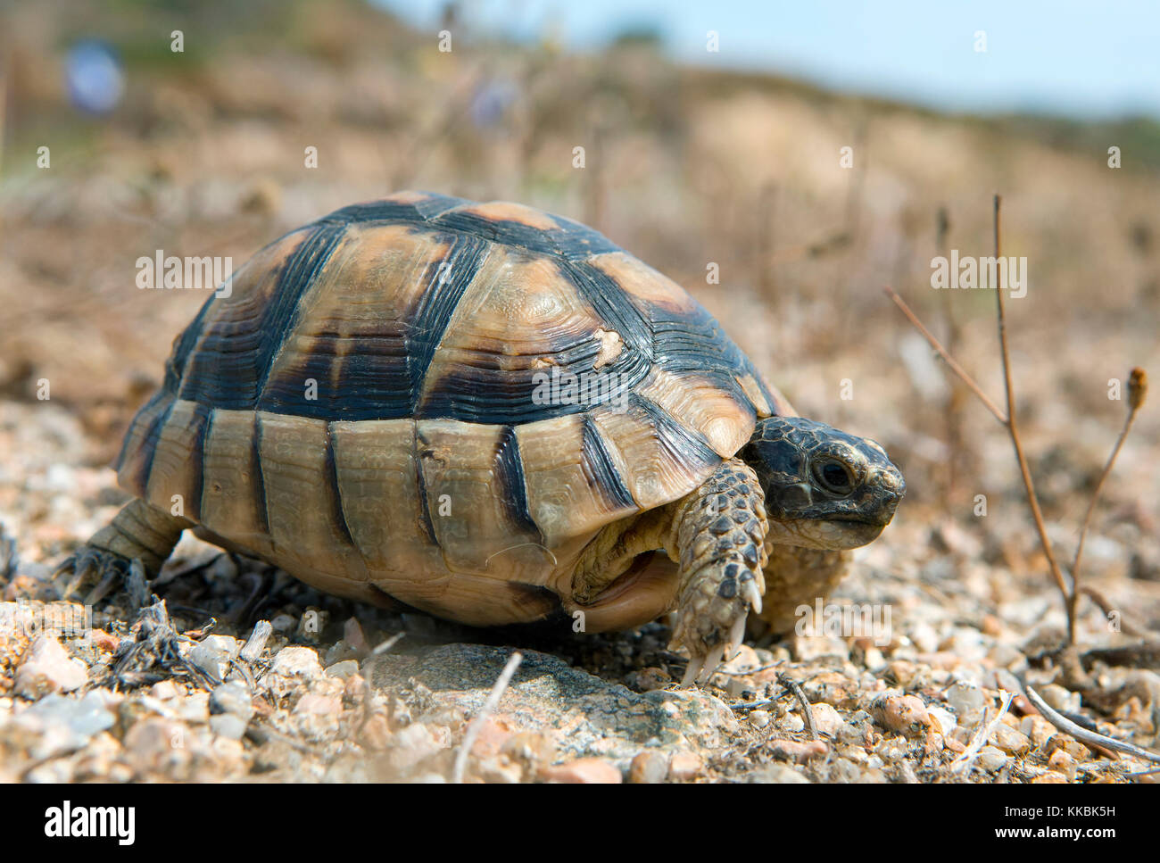 Hermann's Tortoise (Testudo hermanni), Gallura, Sardinia, Italy Stock Photo