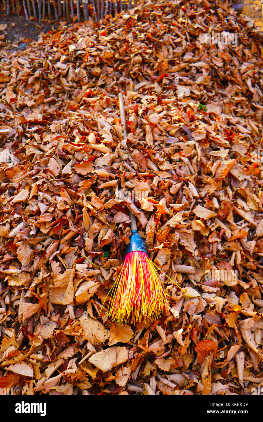 Fallen colored dry leaves in the garden and broom in the heap of leaves. Stock Photo