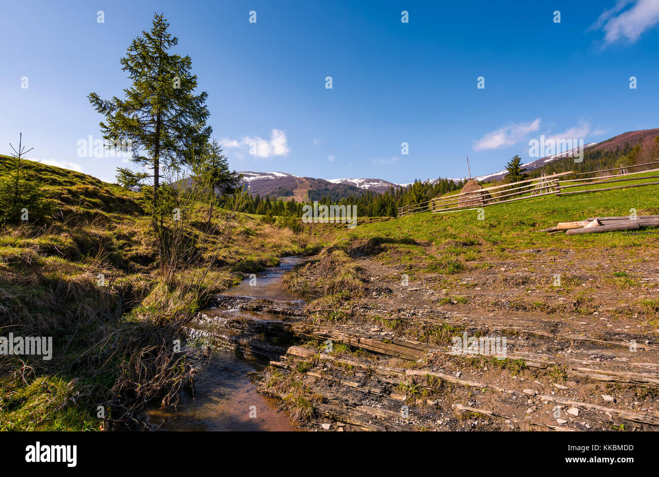 Carpathian alpine countryside in springtime. Spruce tree near the calm stream. forest at the foot of the mountain with snowy tops in the distance Stock Photo