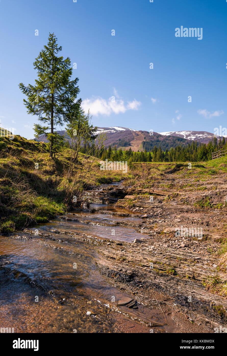 Carpathian alpine countryside in springtime. Spruce tree near the calm stream. forest at the foot of the mountain with snowy tops in the distance Stock Photo