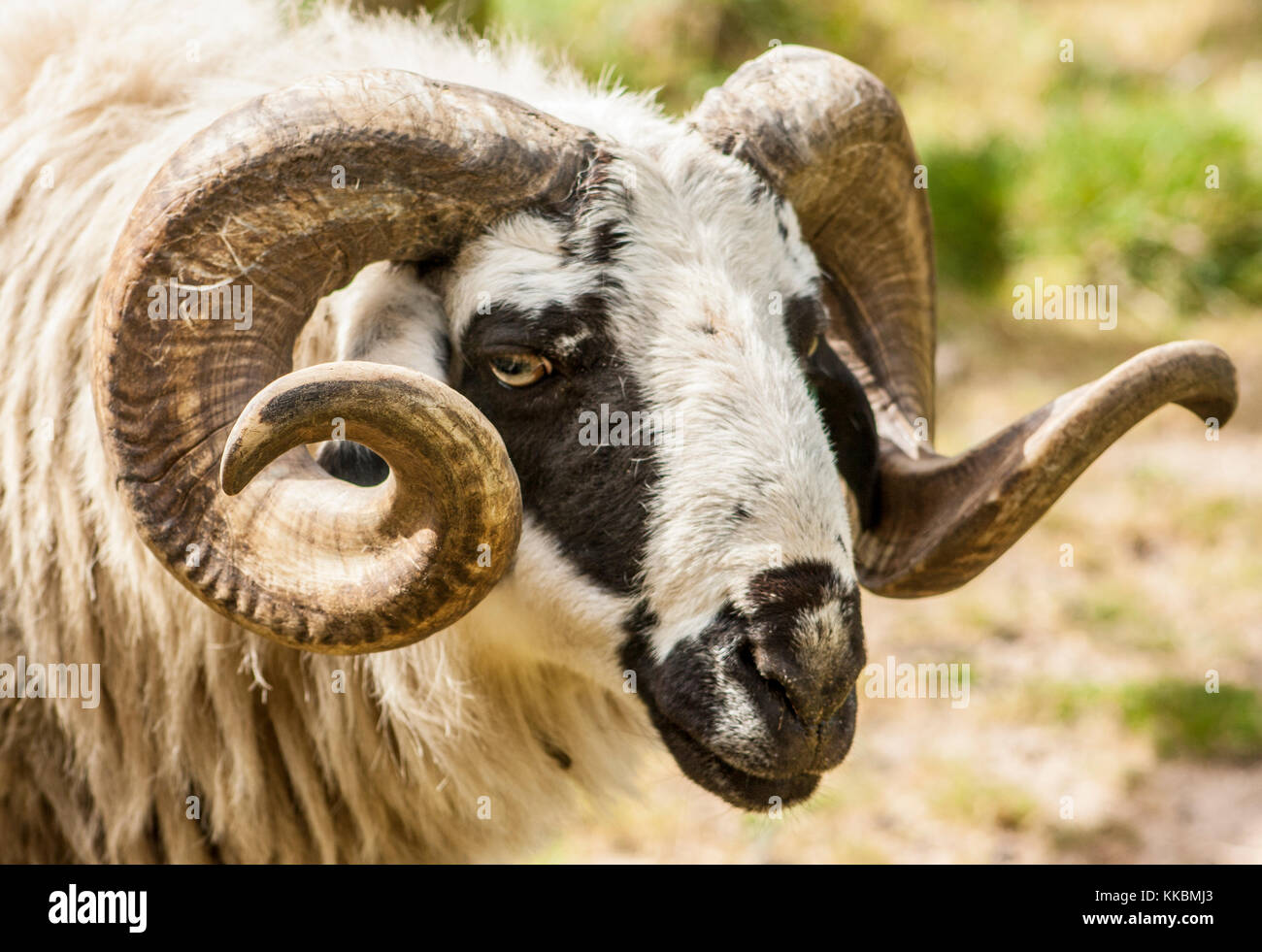 rare bread sheep with long curly horns Stock Photo - Alamy