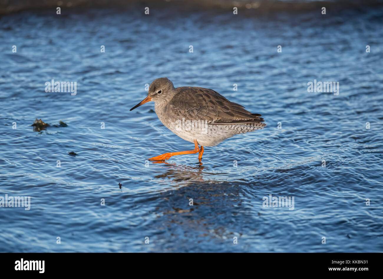 Redshank foraging for food at the shoreline on the east coast of ...