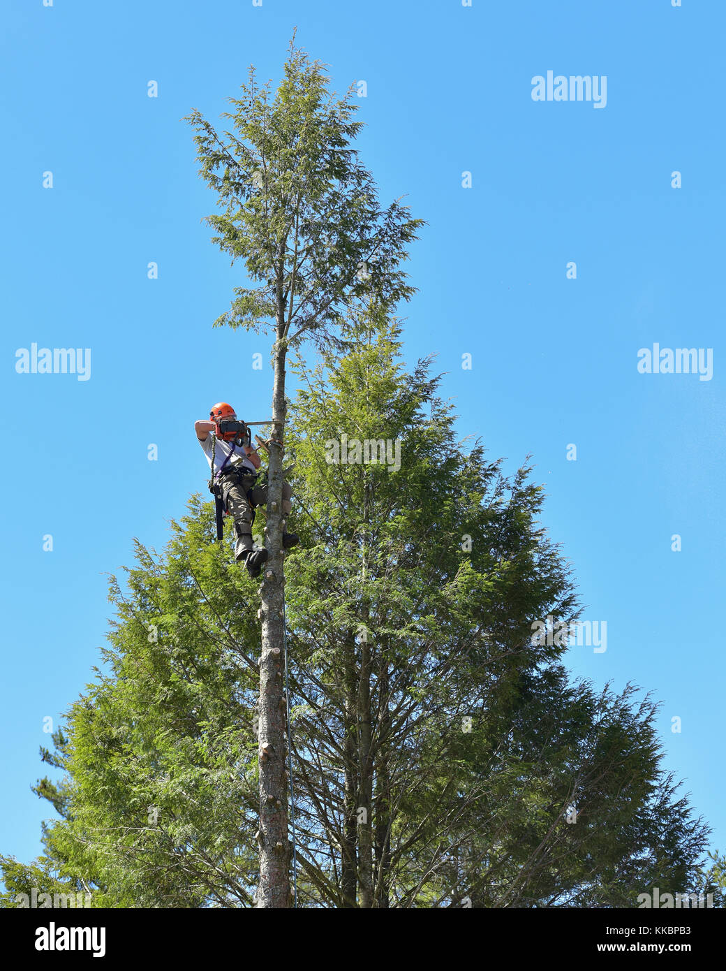 Professional arborist climbing a tall hemlock tree and cutting off the top. Stock Photo