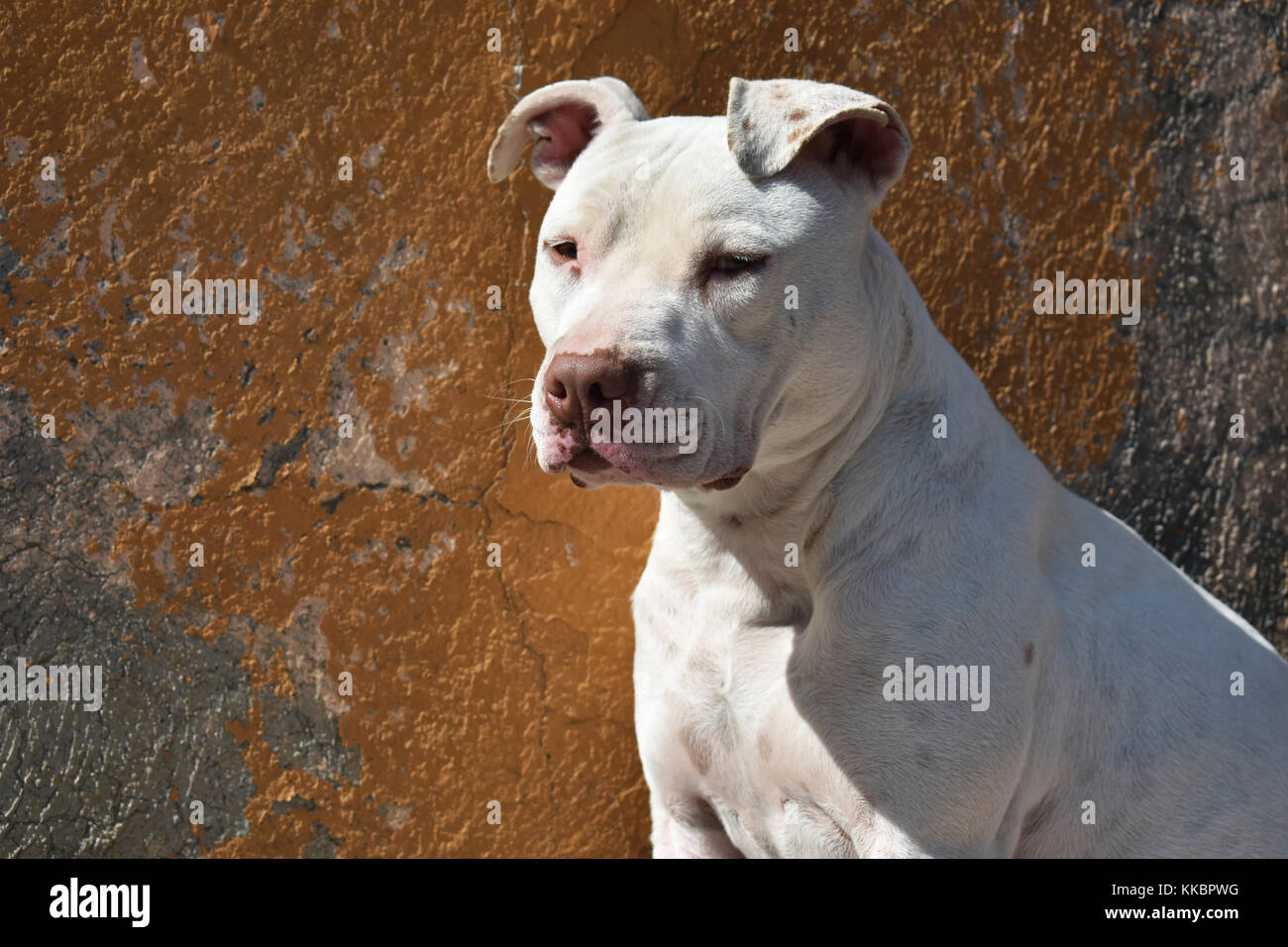White pitbull hi-res stock photography and images - Alamy