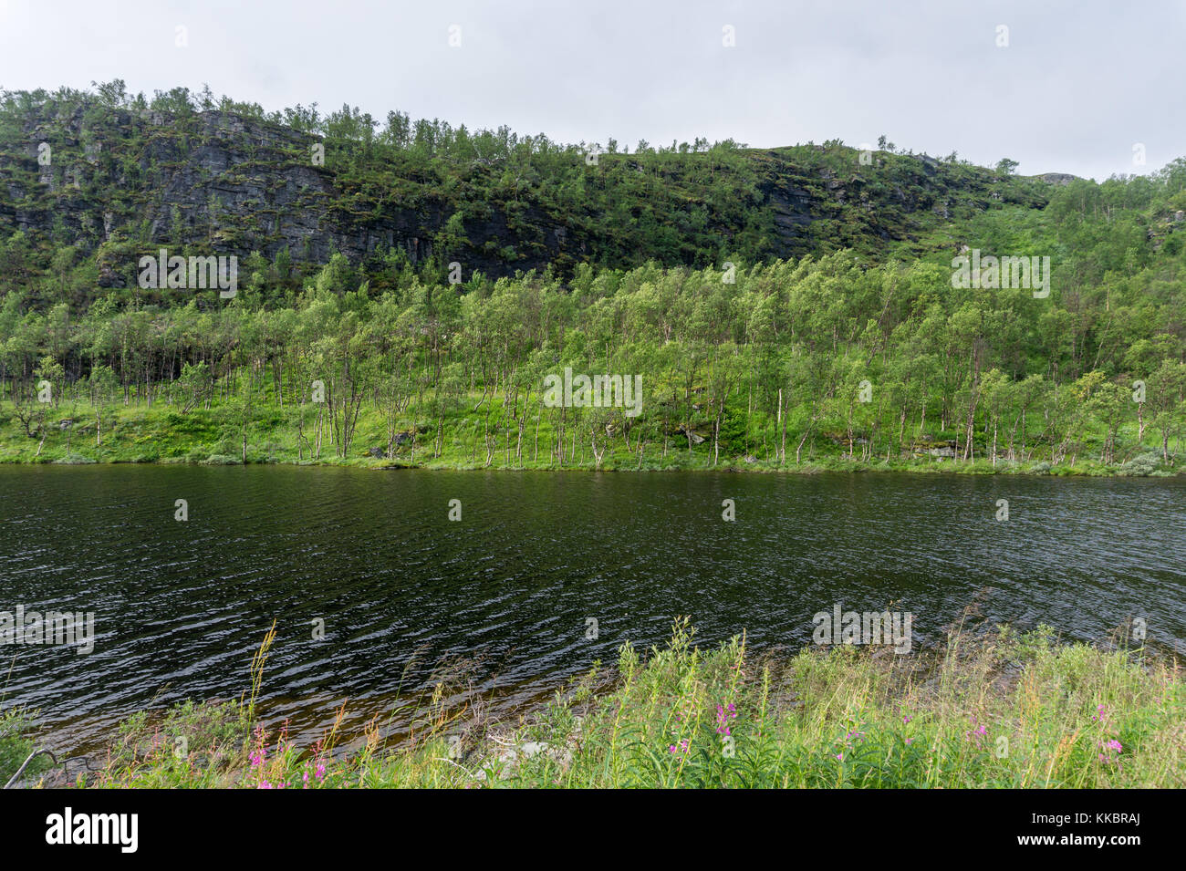 The characteristic landscape of the Arctic tundra. Low trees, shrubs