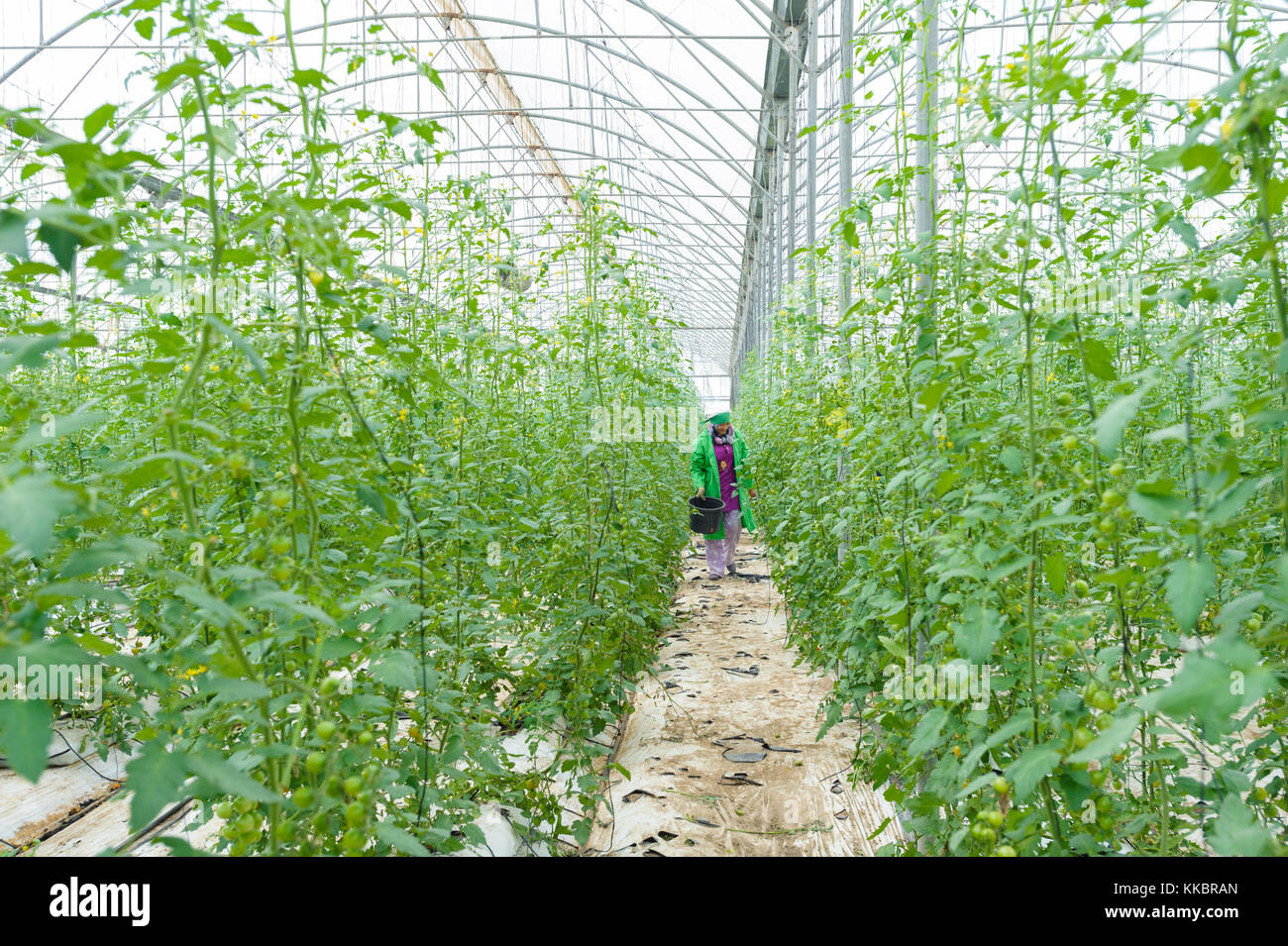 Women collecting cherry tomato in a greenhouse Stock Photo - Alamy