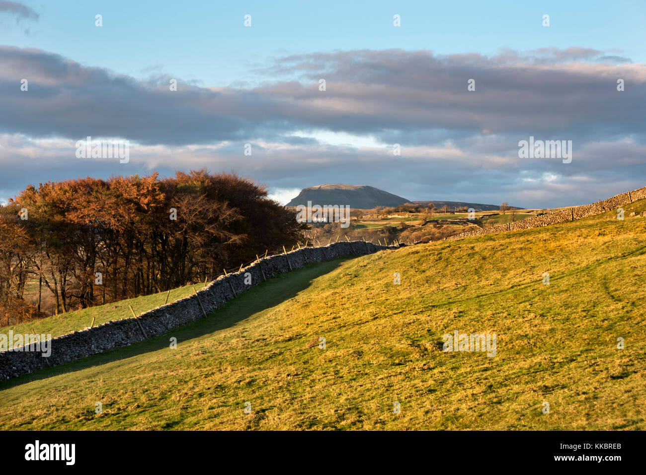 An Autumn view of Pen-y-Ghent hill seen from Langcliffe near Settle, North Yorkshire, UK Stock Photo