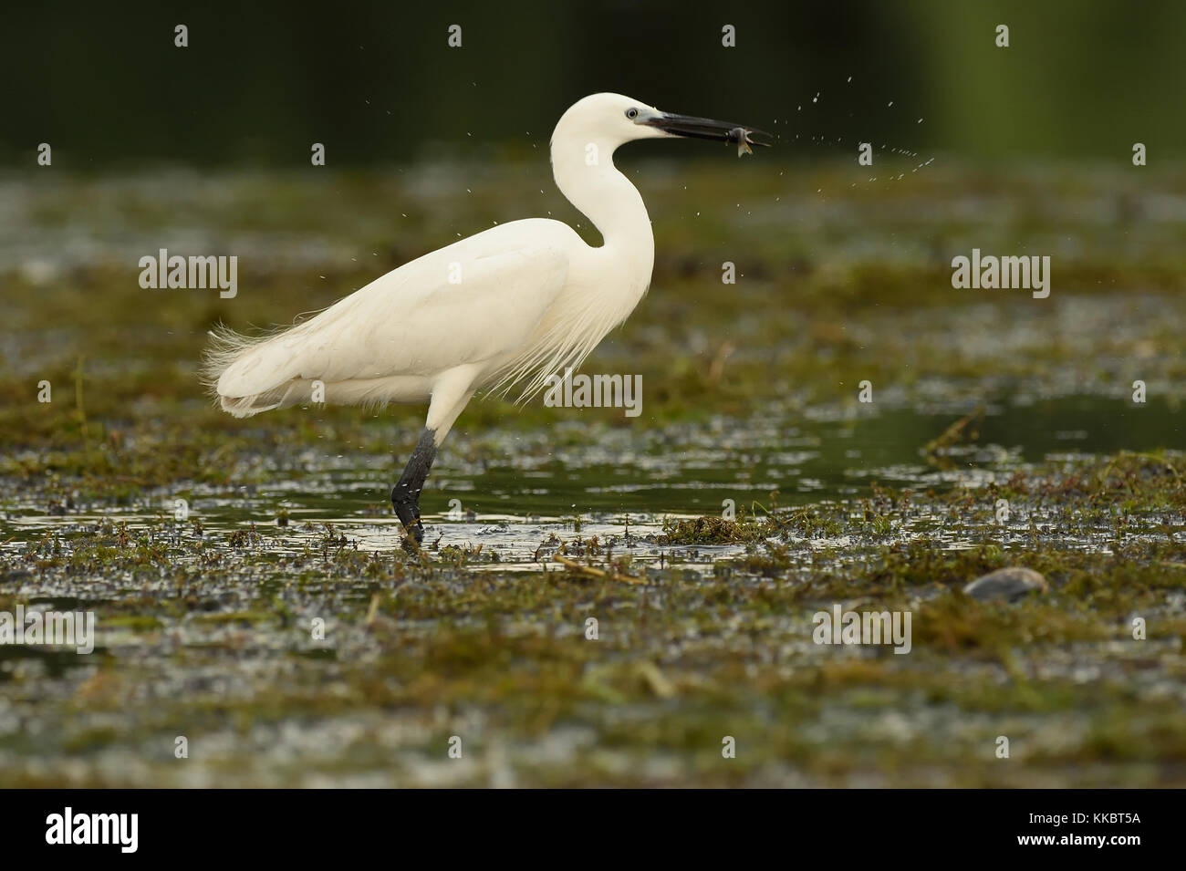 Danube Delta Birds Stock Photo - Alamy