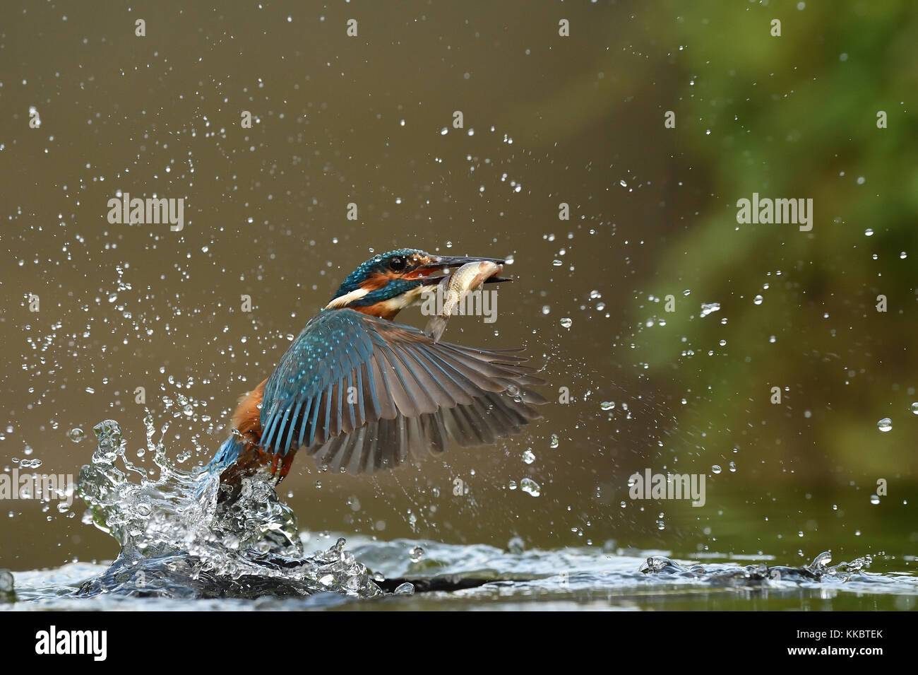 Kingfishers Stock Photo